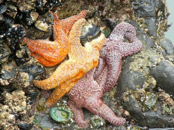 Group of sea stars on a rocky ocean shore