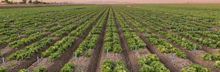 Rows of lettuce in field