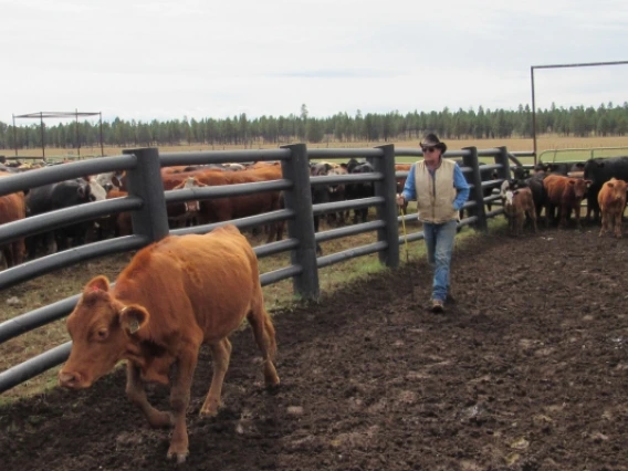 Ranch superintendent with calf outside corral