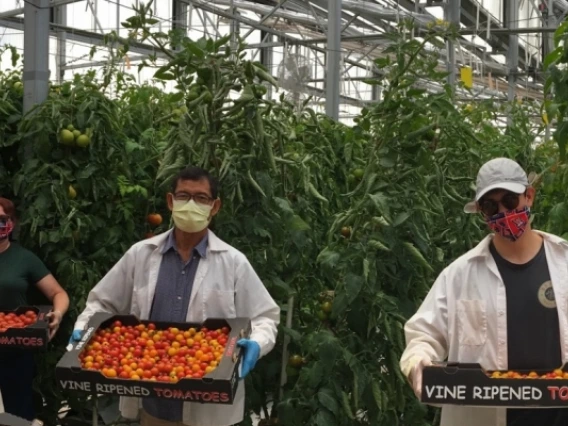 Group of men and women holding crates of tomatoes inside greenhouse